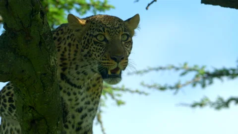 Leopard lookout Stock Footage 201923683