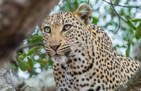 Leopard on the lookout Stock Photos