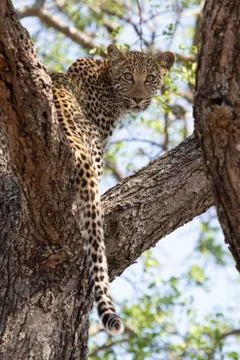 Leopard looks back at camera from within a tree Stock Photos