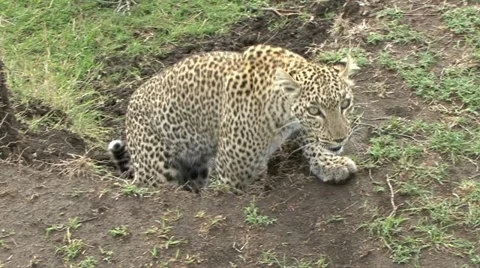 LEOPARD LOOKS INTO CAMERA Video stock 21264763