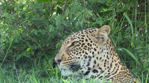 LEOPARD LOOKS Video stock 88102266