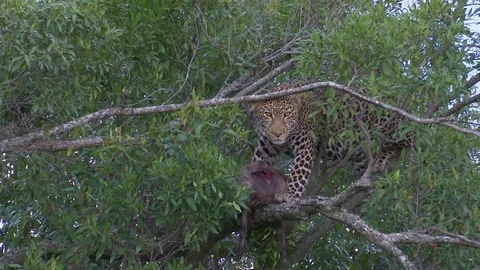 LEOPARD LOOKS OVER WARTHOG IN TREE 库存影片 76131645
