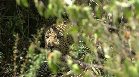 LEOPARD LOOKS THROUGH BUSHES Video stock 21439159