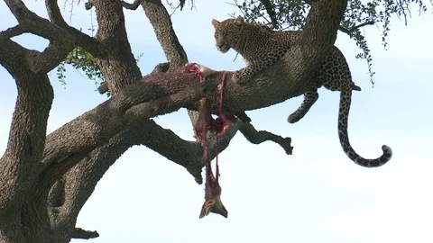 LEOPARD LOOKS WHILE EATING JACKAL IN TREE Video stock 74718980