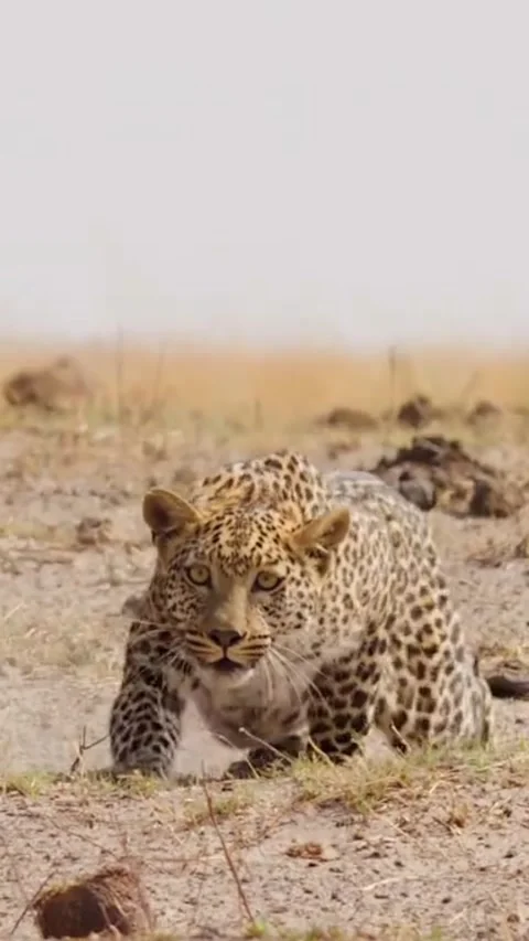 Leopard lurking in the dry grass Stock Footage 317974429