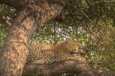 Leopard lying alertly on a tree branch Stock Photos
