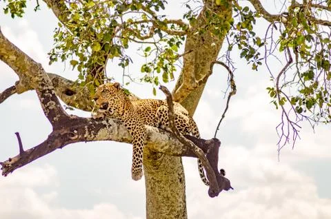 Leopard lying on a branch Stock Photos