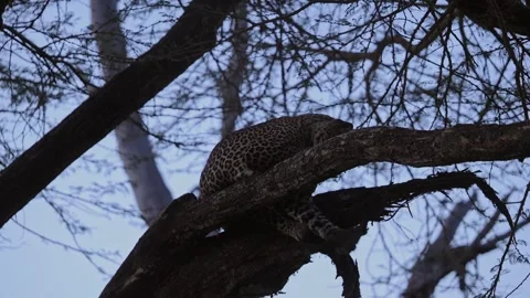 Leopard Lying on a Branch in a Tree in a Forest at Night in Blue Hour at Dusk Video stock 342853078