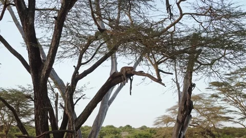 Leopard Lying on a Branch in a Tree in a Forest, Wide Angle Environmental Shot Video stock 342853300