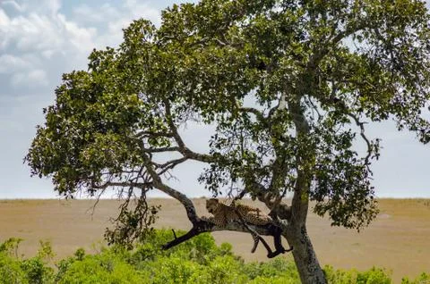 Leopard lying on a branch of a tree Stock Photos
