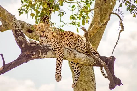 Leopard lying on a branch with two paws Stock Photos