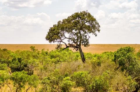 Leopard lying on a branch with two paws hanging Stock Photos