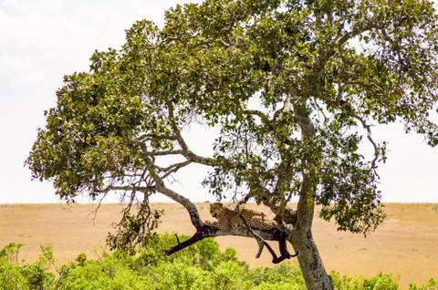 Leopard lying on a branch with two paws Stock Photos