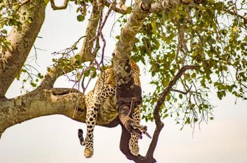 Leopard lying on a branch with two paws Stock Photos