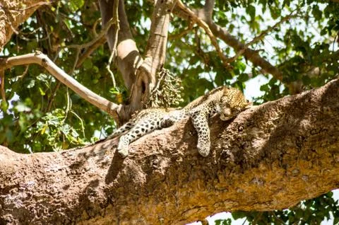 Leopard lying on a branch with two paws Stock Photos