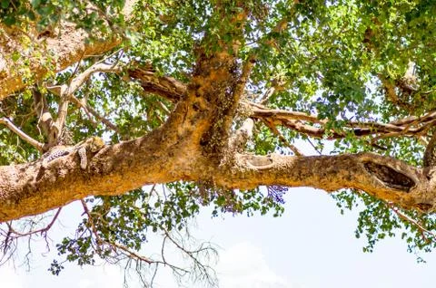 Leopard lying on a branch with two paws hanging in the savannah Stock Photos