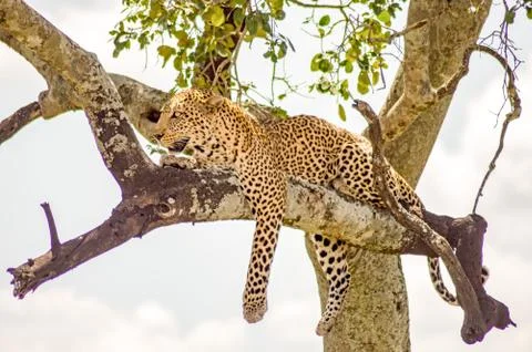 Leopard lying on a branch with two paws hanging in the savannah Stock Photos