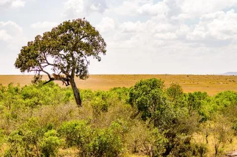 Leopard lying on a branch with two paws Stock Photos