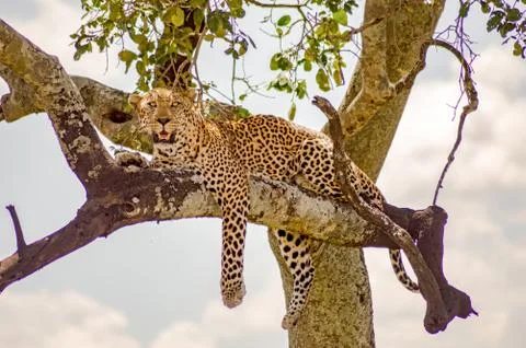 Leopard lying on a branch with two Stock Photos