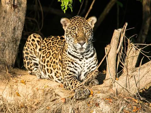 Leopard lying on a brown tree branch Stock Photos