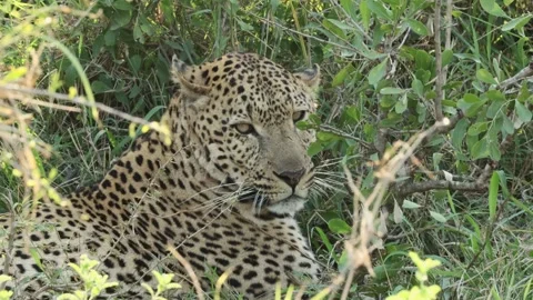 Leopard lying in bush and giving a little snarl Stock Footage 252122690