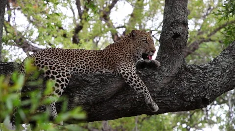Leopard lying comfortable on a thick branch Stock Footage 65491097