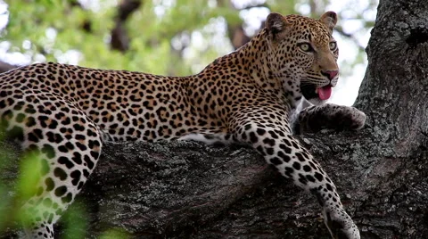 Leopard lying comfortable on a thick branch Stock Footage 65491524