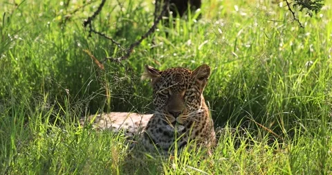 A leopard is lying down and resting in the savannah Stock Footage 286082106