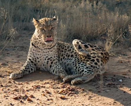 Leopard lying down in the dirt Foto stock