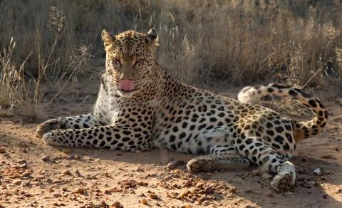 Leopard lying down in the dirt Stock Photos