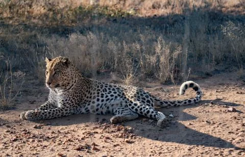 Leopard lying down in the dirt Stock Photos