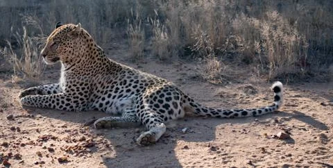 Leopard lying down in the dirt Stock Photos