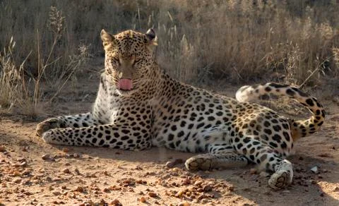 Leopard lying down in the dirt Stock Photos