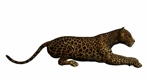 Leopard lying down Stock Footage 942037