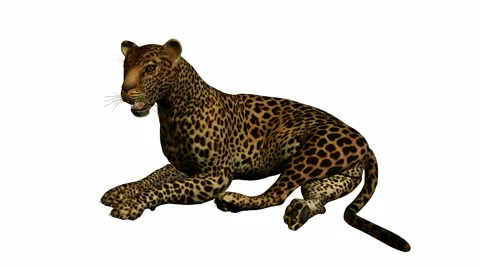 Leopard lying down Stock Footage 942041
