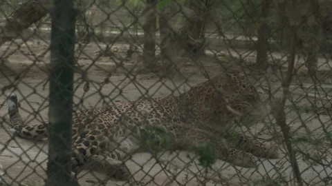 Leopard Lying Down On Ground Stock Footage 97885594