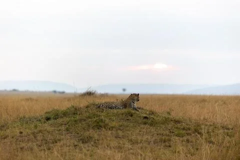 Leopard Lying down in the Termite Mound Stock Photos