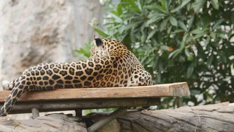 Leopard lying down on the tree Stock Footage 73649795