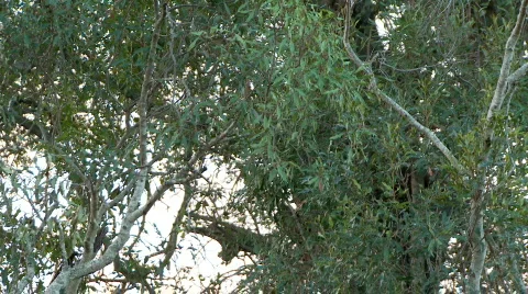 Leopard lying 库存影片 638054