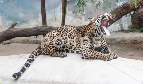 Leopard lying gape on the rocks Stock Photos