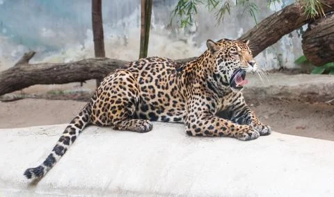 Leopard lying gape on the rocks Stock Photos
