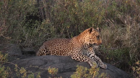 Leopard lying on a granite rock and jumping down Samburu national park Stock Footage 137651843