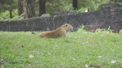 A leopard lying in the grass Stock Footage 236190428