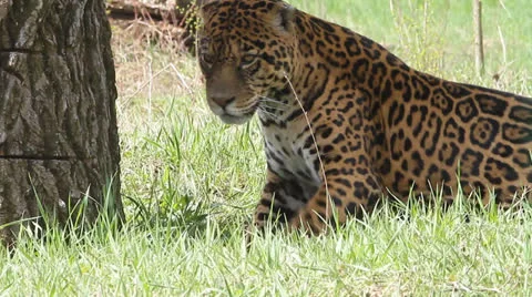 Leopard lying on the grass in shadow Stock Footage 22511786