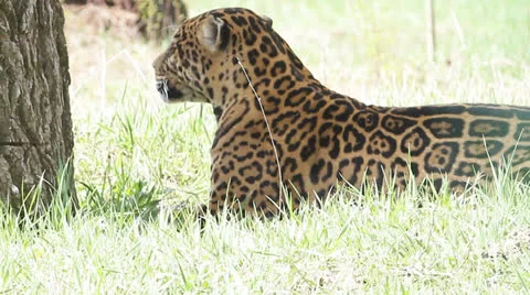 Leopard lying on the grass in shadow Stock Footage 22511800