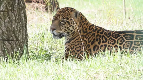 Leopard lying on the grass in shadow Stock Footage 22511846