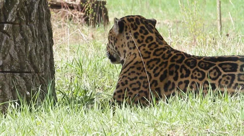Leopard lying on the grass in shadow Stock Footage 22511860