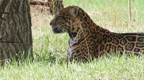 Leopard lying on the grass in shadow Stock Footage 22511877