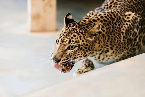 Leopard lying on ground with open mouth showing teeth Stock Photos