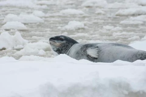 The leopard lying on the ice on a spring day. Foto stock